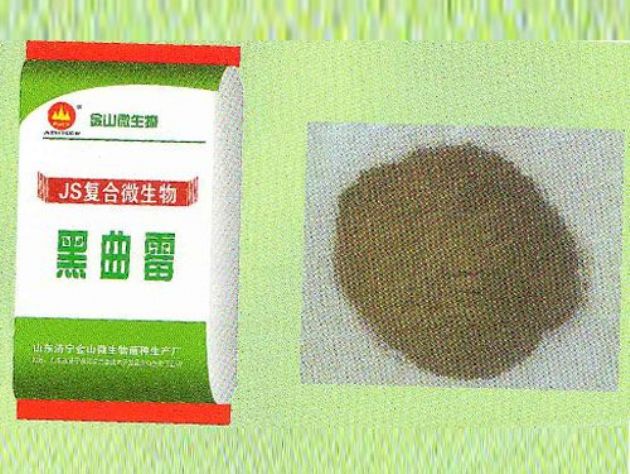 點擊查看詳細信息<br>標題:黑曲霉 閱讀次數(shù):2892